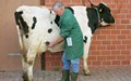 Trächtigkeitsdiagnosegerät für Kühe